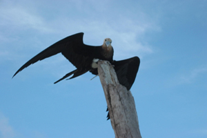 Frigate bird