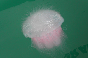 Jellyfish in marina