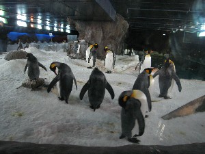 Kelly Tarllton Centre