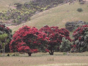 Pahutakawa Trees