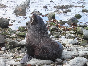 NZ Seals